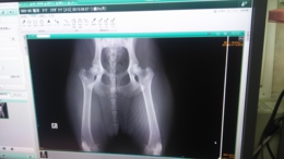 ナナ股関節レントゲン写真.JPG