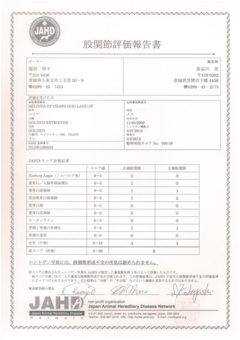 ココア　股関節評価報告書.jpg