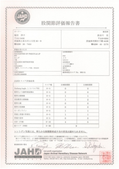 あんず　股関節評価報告書.jpg