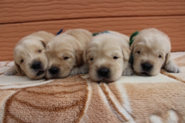 106,107,108,109 (1).JPG