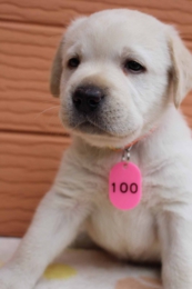100 (2).jpg