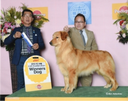 星ショー写真.JPG